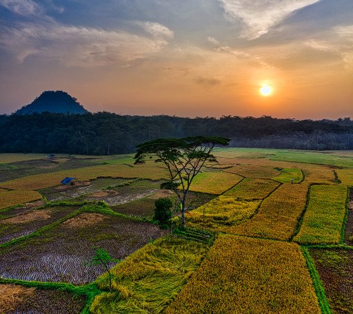 Comprehensive Guide to Planting and Cultivating Rice Paddy