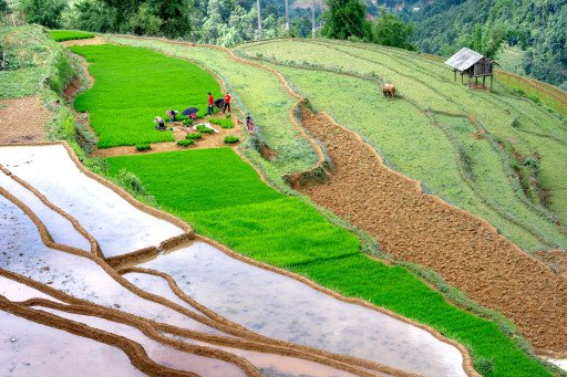 The Comprehensive Guide to Paddy Cultivation: An In-Depth Look at a Global Agricultural Staple