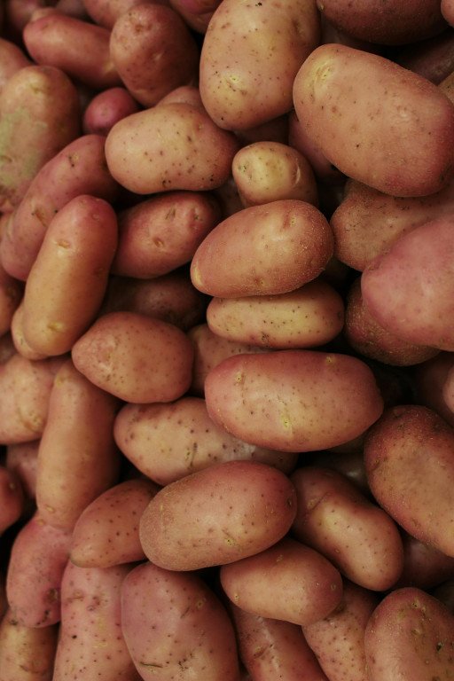 Planting Maris Piper Potatoes