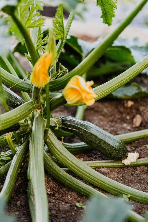 How to Eliminate Powdery Mildew on Zucchini Plants