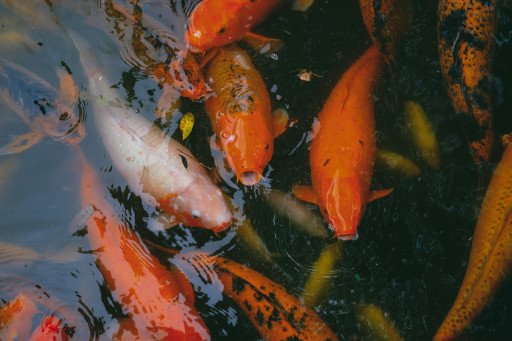 The Comprehensive Guide to Integrating Koi Fish into Your Aquaponics System