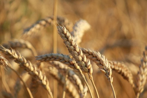 The Comprehensive Guide to Organic Rye Grain: Benefits, Uses, and Cultivation