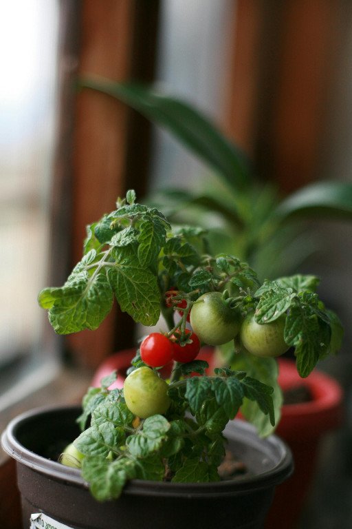 How to Prevent Tomato Blight: Comprehensive Strategies for Healthy Gardens